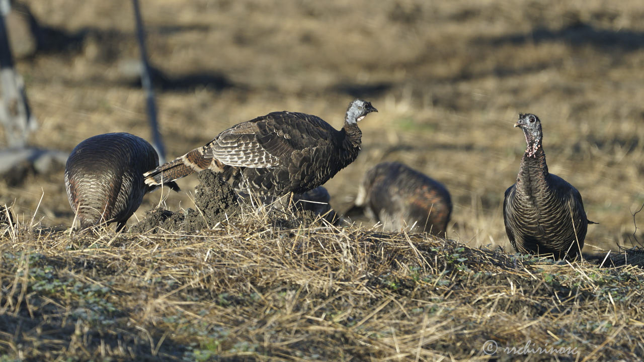 Wild turkey